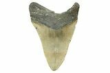 Serrated, Fossil Megalodon Tooth - North Carolina #308469-2